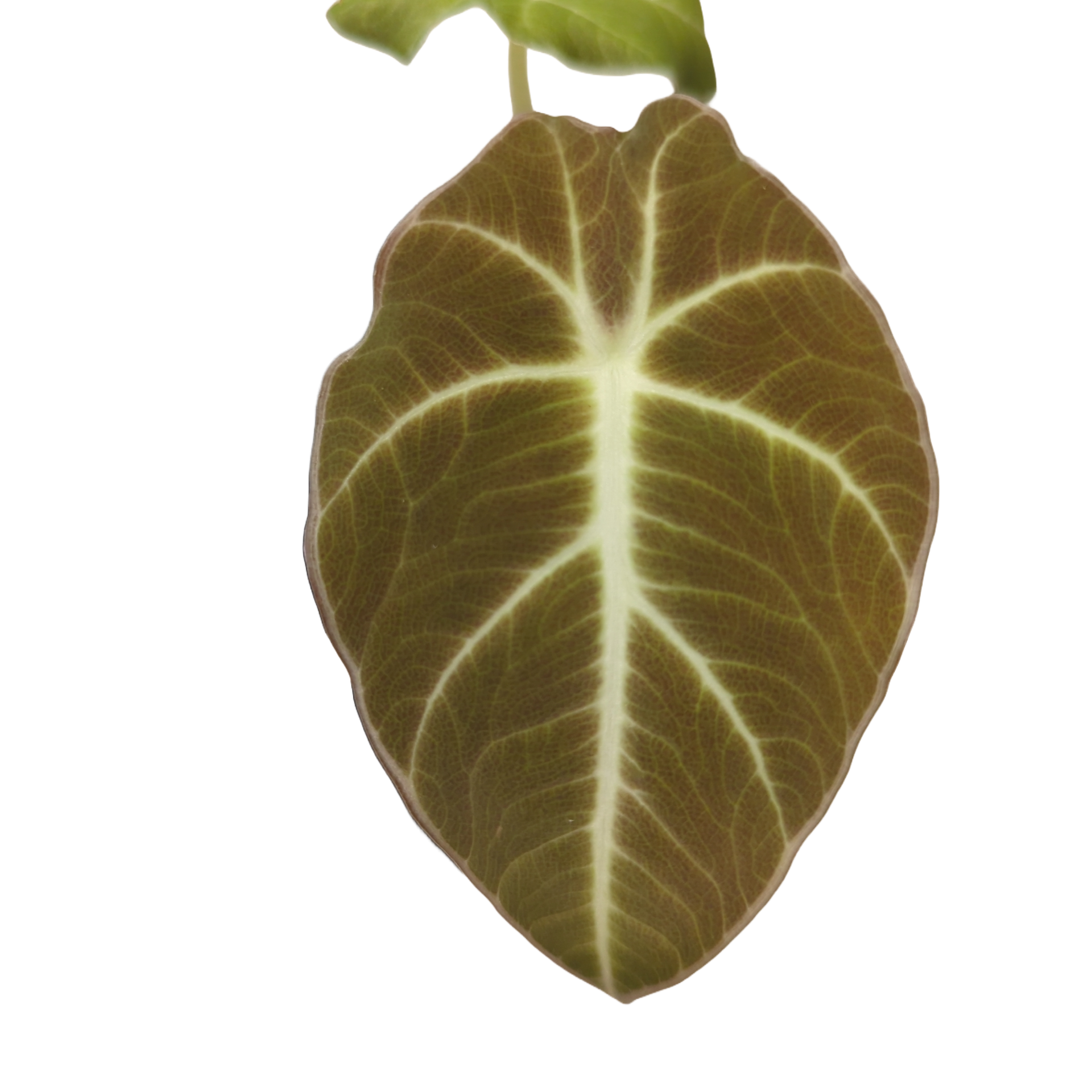 Baby Alocasia reginula Black Velvet